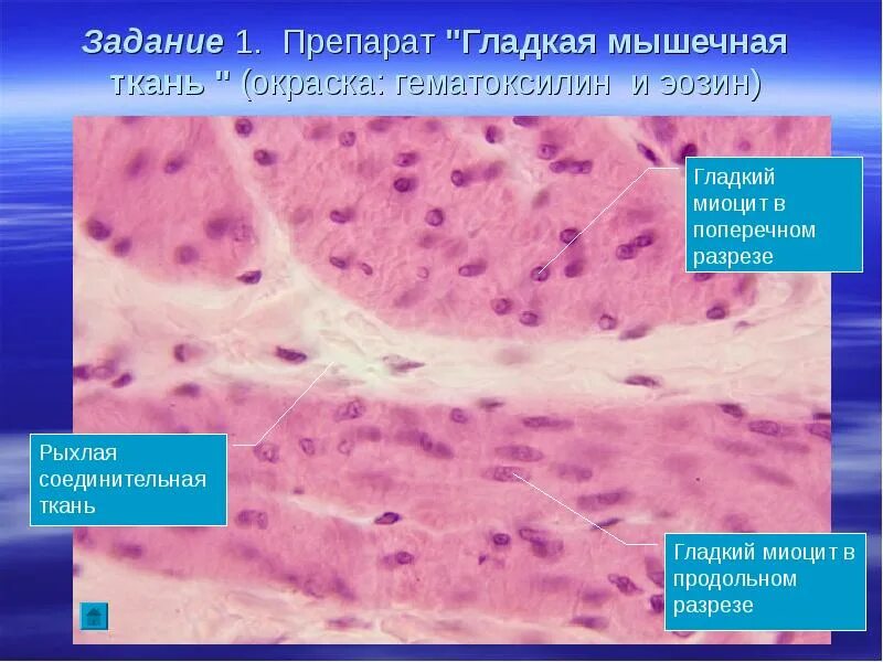 Гладкая мышечная ткань препарат