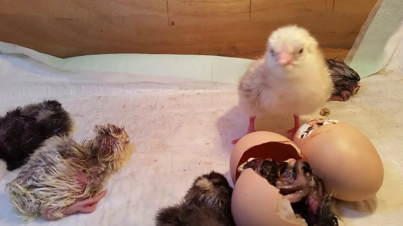Жизнь птенцов. Только что родившийся цыпленок. Цыпленок который только родился.