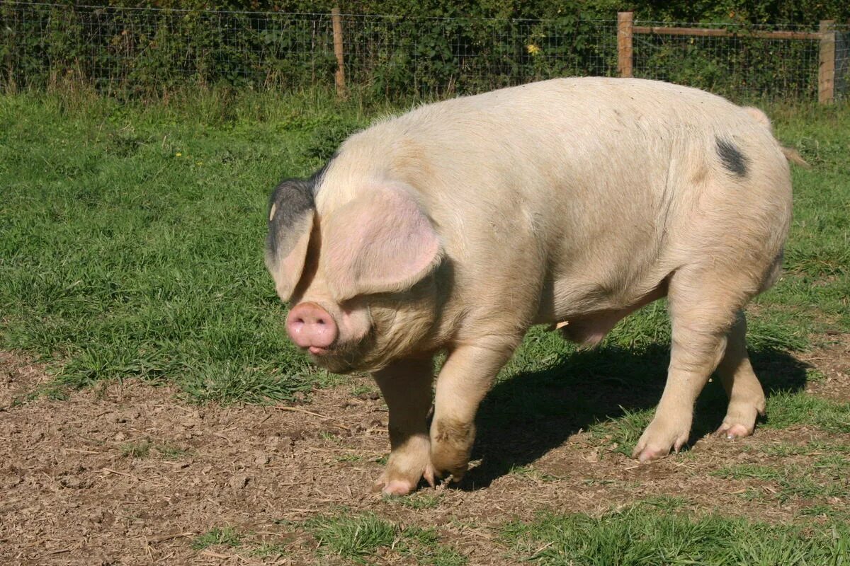 Ландрас (порода свиней). Эстонская беконная порода. Брейтовская порода свиней. Эстонская беконная порода свиней. Реальная свинья