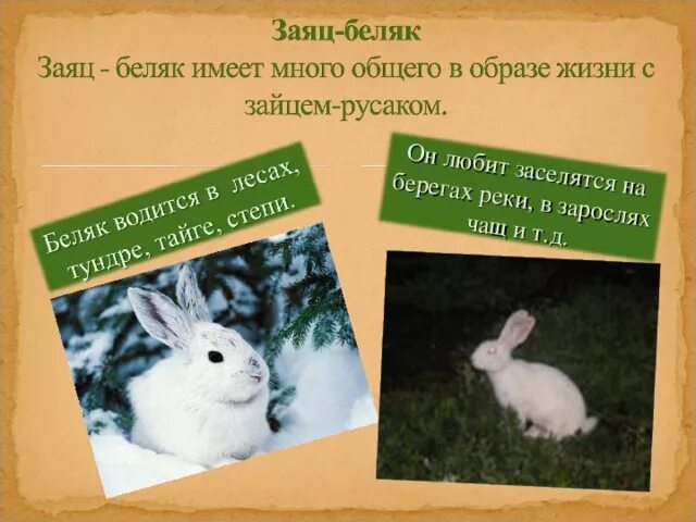 Различия зайцев беляк и русак. Сходство зайца беляка и зайца. Заяц Беляк и заяц Русак. Сходство зайца беляка. Заяц Беляк и Русак.