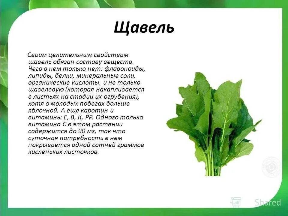 Доклад про щавель. Щавель что полезного. Щавель курчавый. Щавель. Щавель крупнолистный.