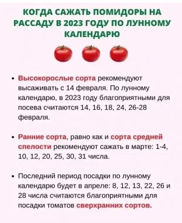 Когда сеять перец по лунному. Когда сажать помидоры. когда сажать помидоры на рассаду. посадка рассады в 2025 году по лунному календарю. когда сеять помидоры на рассаду по лунному календарю.