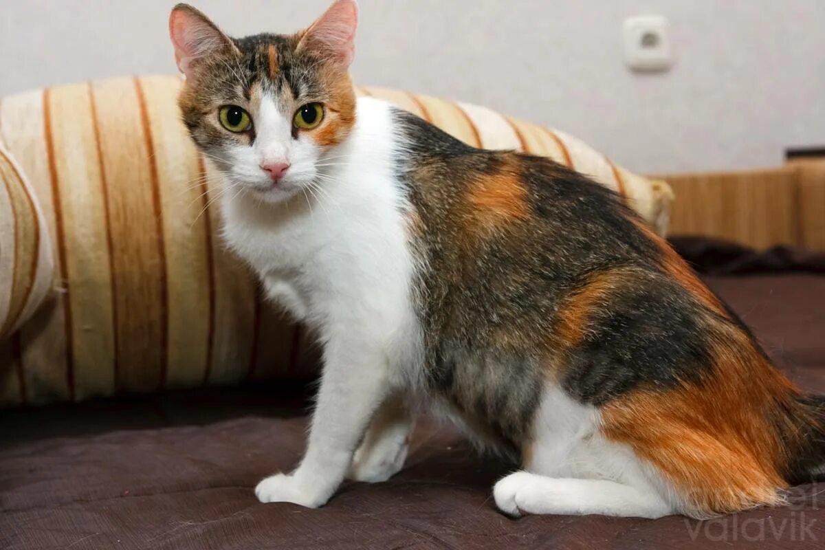 Сибирская кошка трехцветная короткошерстная. Шотландская кошка прямоухая трехцветная. Американская жесткошерстная кошка трехцветная. Беспородные кошки трёхцветные. Трехцветная кошечка