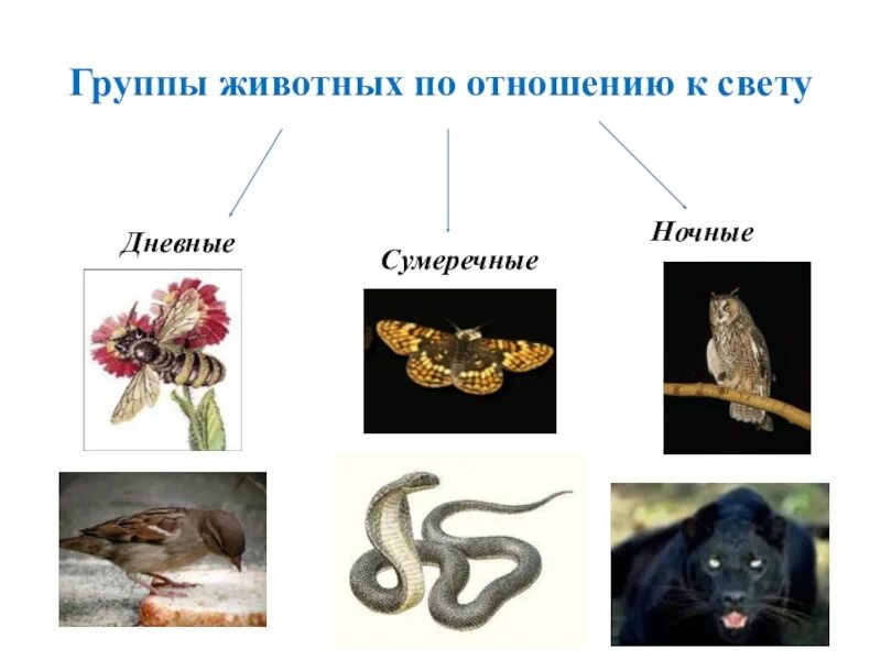 Группы животных по отношению к свету. Дневные животные по отношению к свету. Дневные Сумеречные и ночные животные. Классификация животных по отношению к свету. Дневные животные список