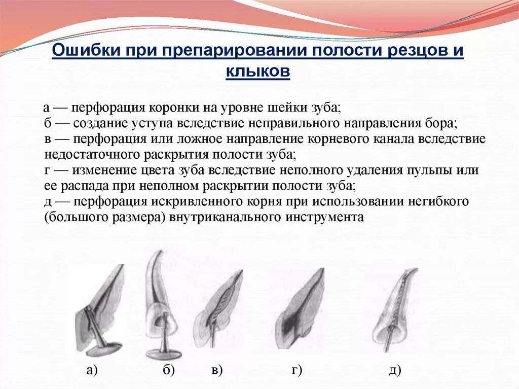 Резцы зубы у млекопитающих