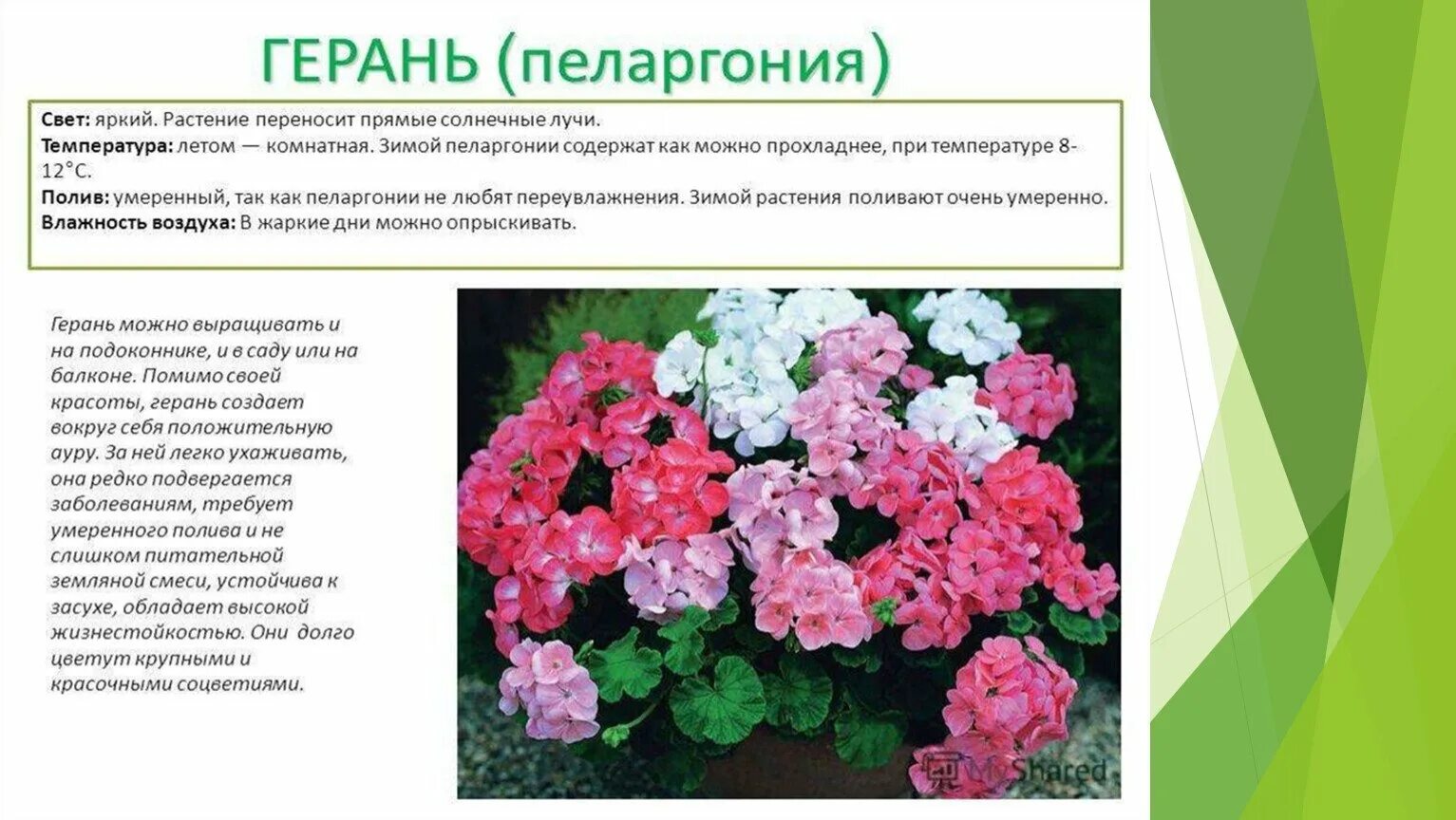 Герань описание уход. Пеларгония вегетативная. Полиантовая герань. Пеларгония герань. Герань характеристика.