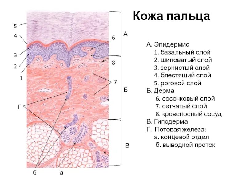 Сосочковый и сетчатый слой. Строение кожи пальца гистология. Толстая кожа кожа пальца гистология препарат. Слои эпидермиса кожи человека гистология. Роговой блестящий зернистый шиповатый базальный слои гистология.