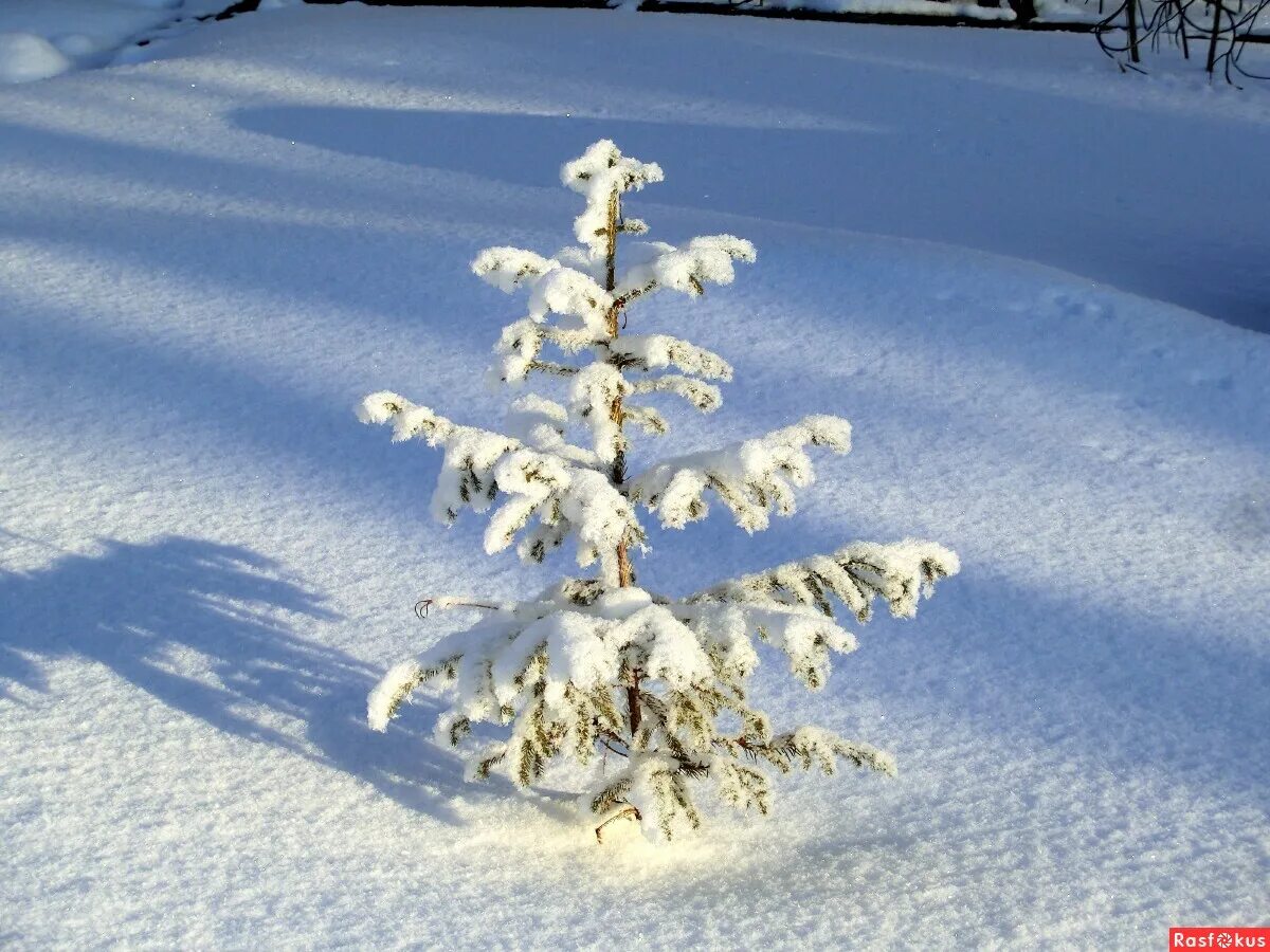 Елочка выдернула лапу из сугроба. Снежная елка. Елка в снегу. Елка зимой. Маленькая ель в снегу.