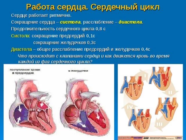 Гипертрофия кардиомиопатия. Сердечный цикл. Сердце анатомия. Сердце расположено по середине. Уменьшилось сердце.