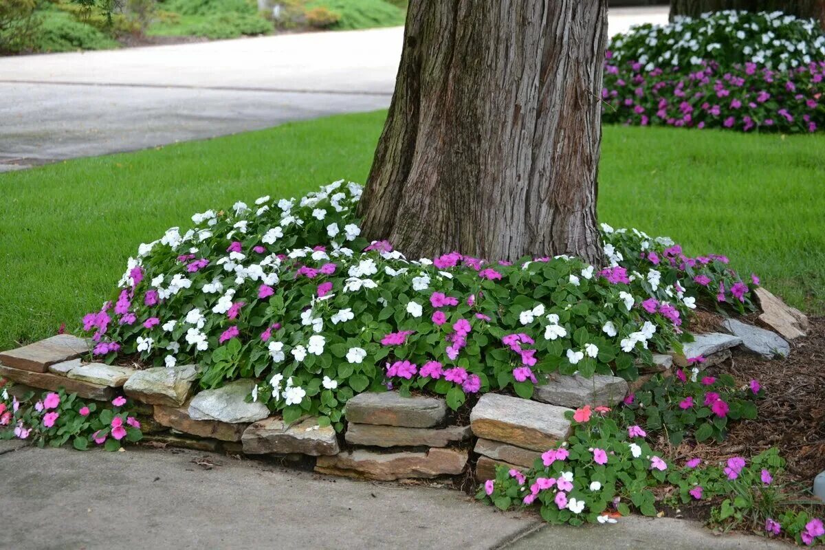 Клумба под цветы. Герань в приствольном круге. Клумба. Клумба под цветы. Обриета приствольный круг.