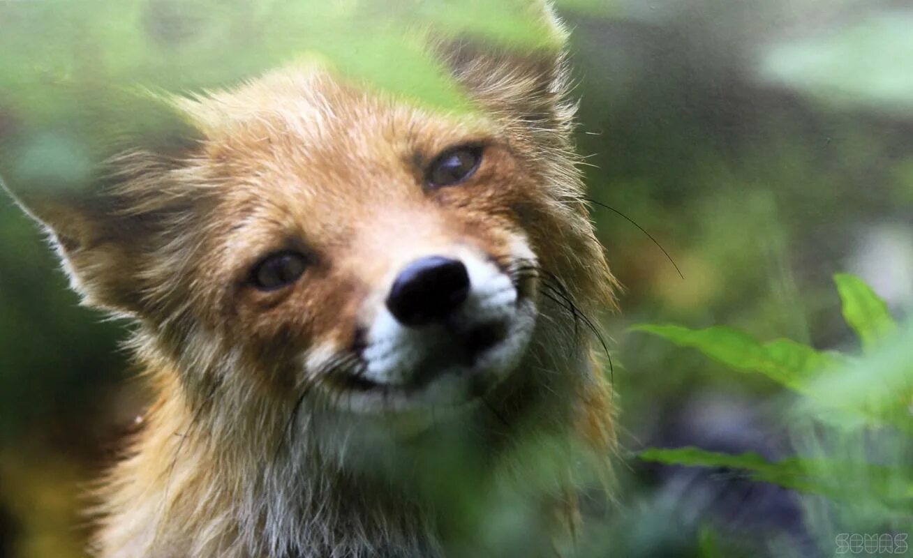 лис улыбается. лиса зубы. улыбка лисы. довольная лиса. улыбка лис.