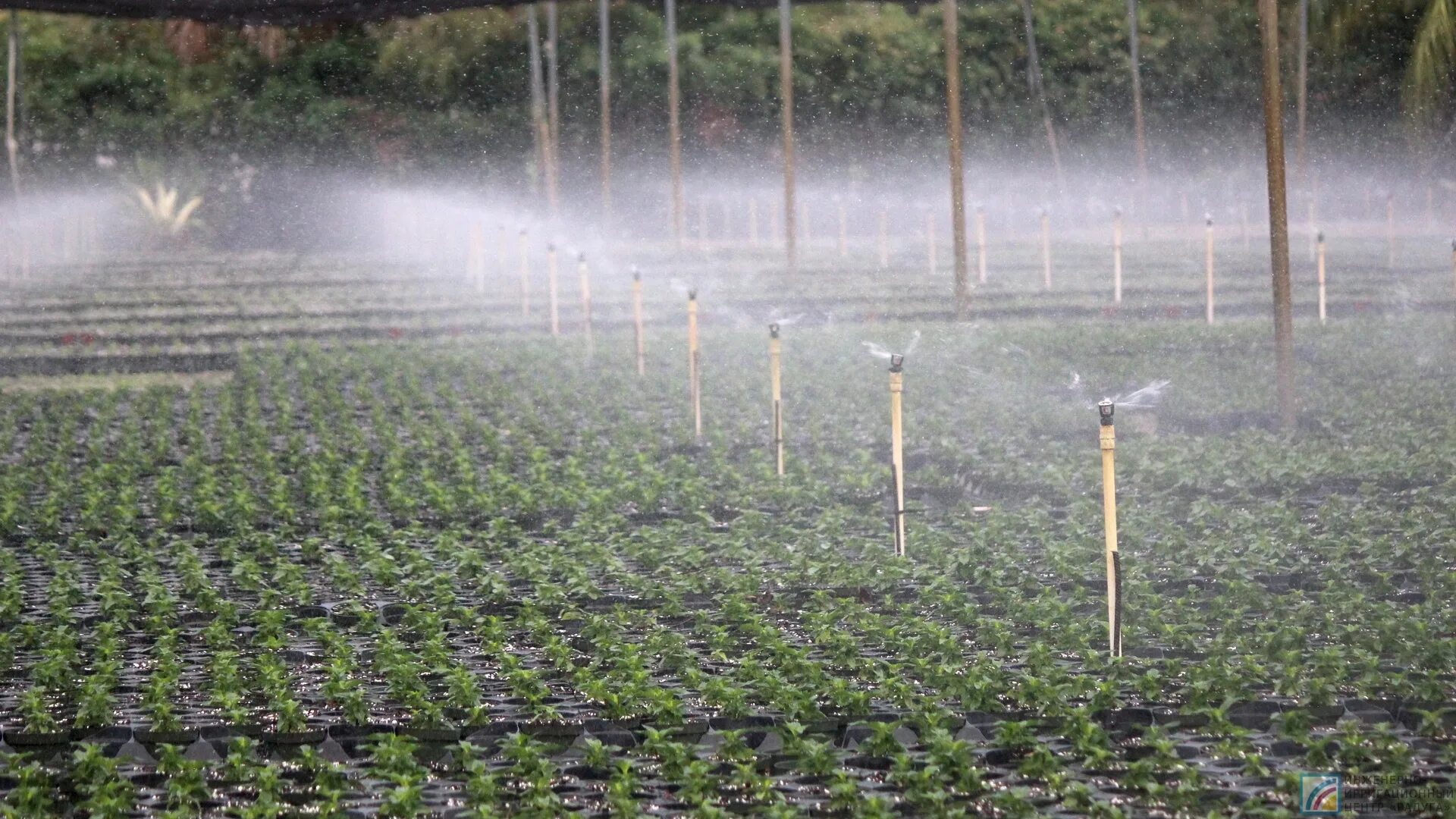 ирригация сельского хозяйства. виды орошения. орошение сельскохозяйственных угодий. капельный способ полива. Gardena капельное орошение сада.