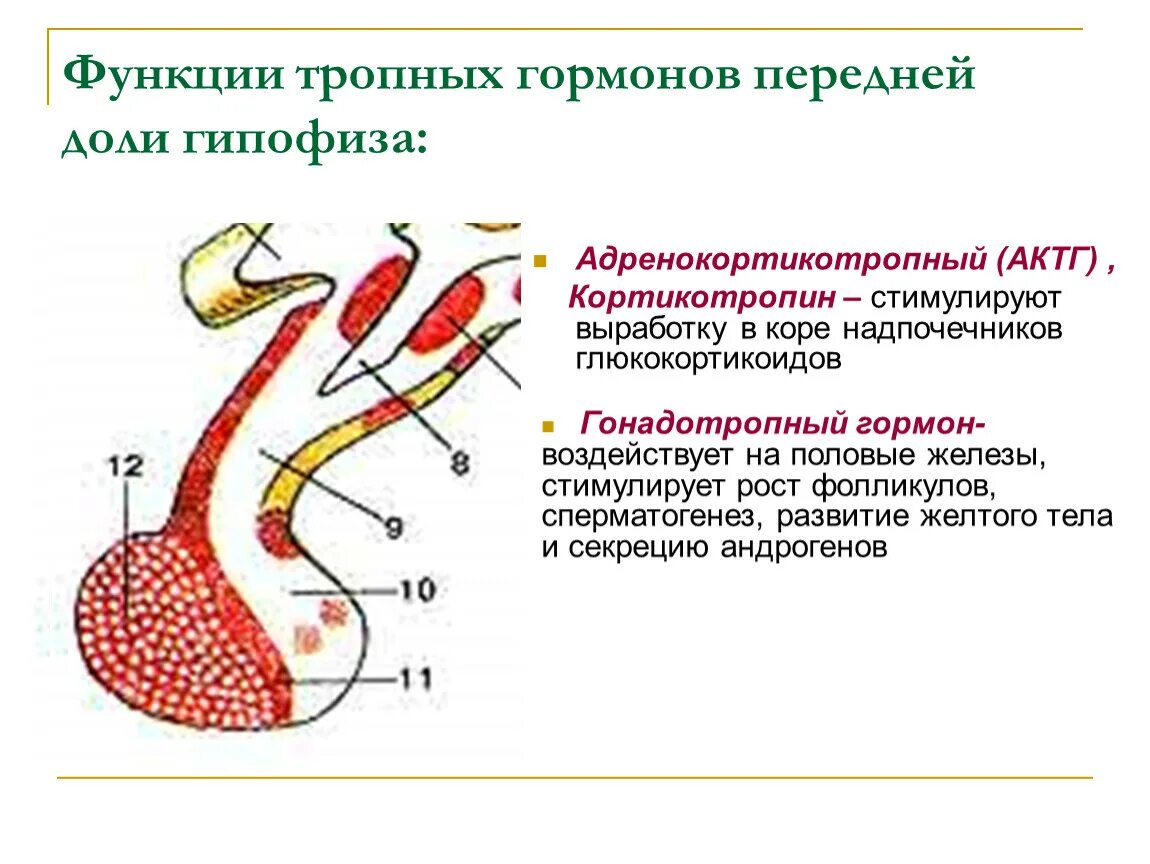 В гипофизе синтезируется гормон. Гормоны передней доли гипофиза. Функции гормонов передней доли гипофиза. Гонадотропные гормоны передней доли гипофиза.