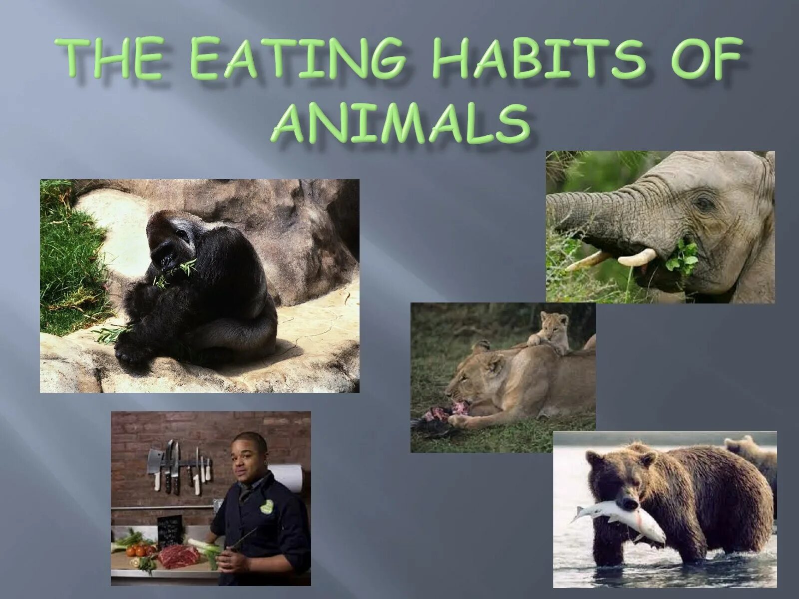 Животные урок 5 класс. Eating Habits by animals. Animals Habit eat. Eating Habits of Wild animals показать обучающие карточки.