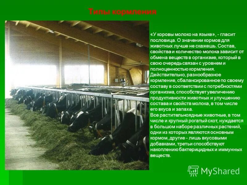 Основы нормированного кормления. Силосно-концентратный тип кормления. Концентратный тип кормления крс. Концентратный тип кормления. Кормление животных презентация.