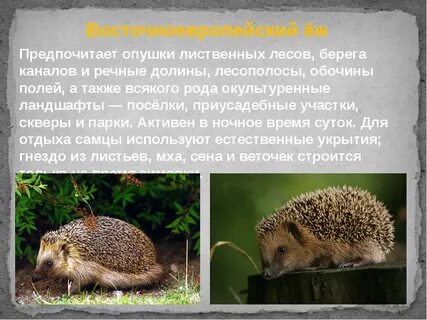 Интересное о ежах 2 класс