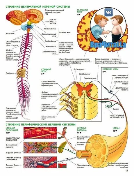 Нервная система анатомия. Структуры периферической нервной системы. Строение центральной и периферической нервной системы. Периферическая нервная система анатомия. Нервная система латынь