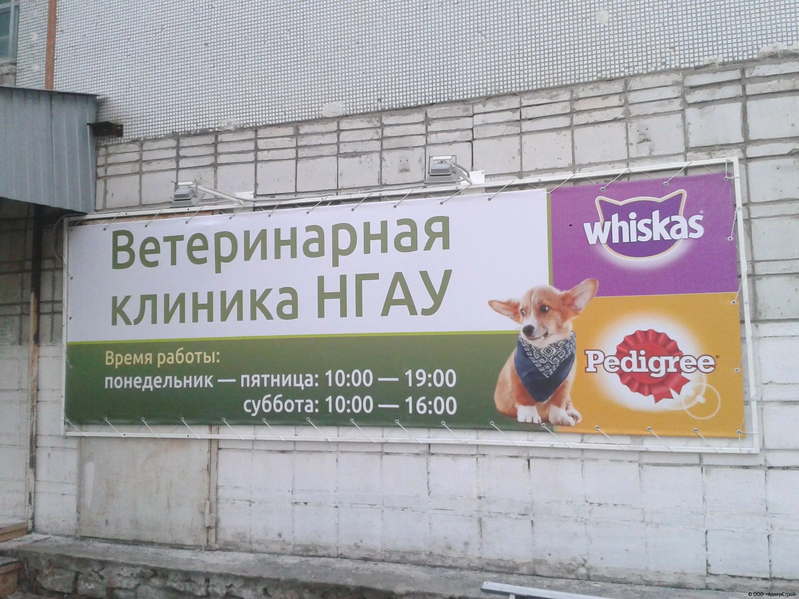 рекламный баннер ветеринарной клиники.