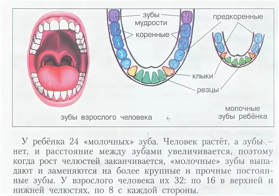 Как отличить зубы. Коренные зубы у взрослого. Зубы человека резцы клыки коренные. Предкоренные и коренные зубы. Молочные и коренные зубы у детей.