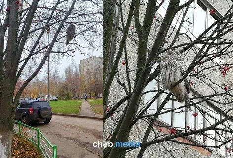 Филин в городе
