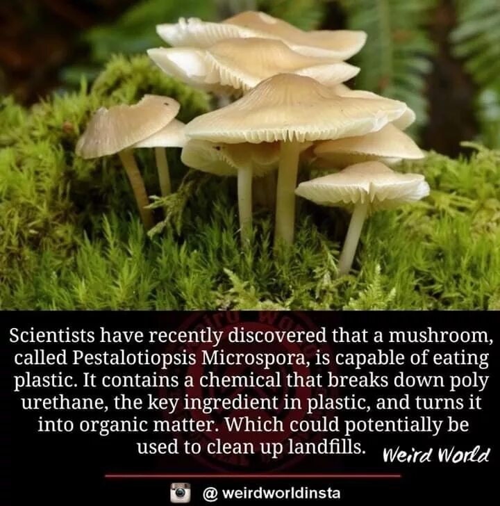 Scientists have discovered that. Грибы pestalotiopsis microspora. pestalotiopsis microspora книга. scientists have discovered a new animal in the jungle recently.