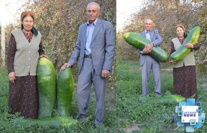 Самый огурец. Самый огурец. Огромный огурец. Самый большой огурец. Самый большой огурец.