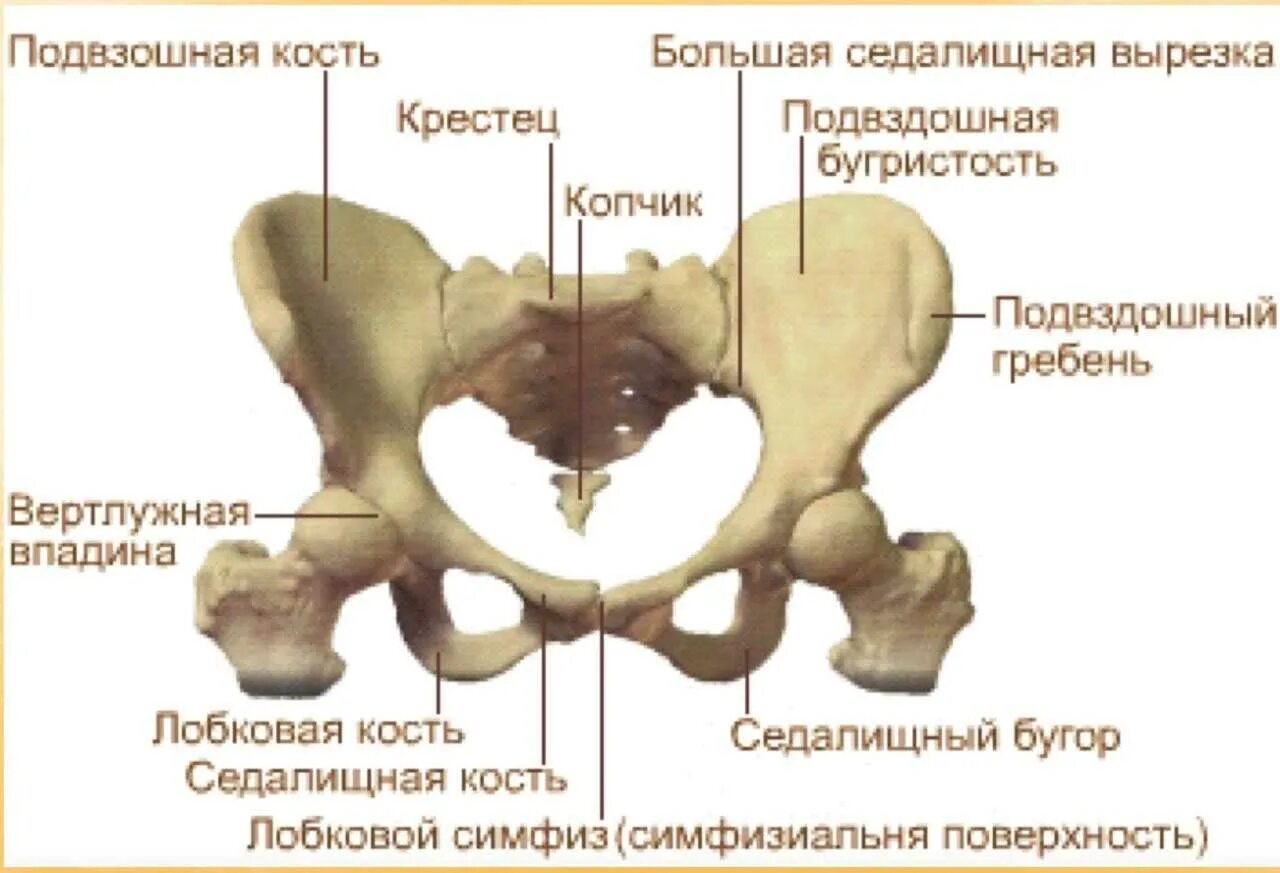 Подвздошная кость болит. Лонная кость строение таза. Симфиз тазобедренного сустава. Функции лонная кость. Подвздошная кость анатомия человека.