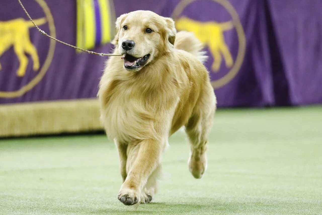 Собаки клаб. Золотистый ретривер питомник. Золотистый ретривер Dog show. Tennessee Dog.