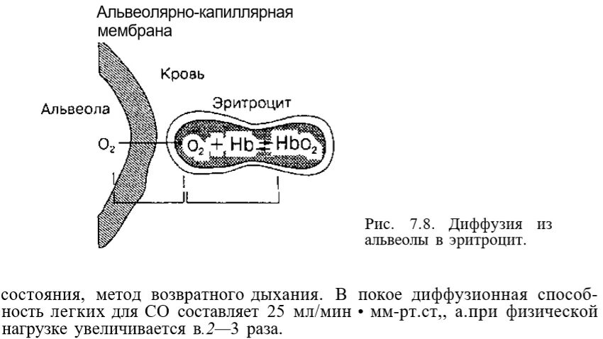 У кита альвеолярные легкие. Альвеолярно капиллярная мембрана строение. Альвеолярная вентиляция легких. Диффузия газов.. Диффузия газов в альвеолах схема. Схема диффузии газов в легких.