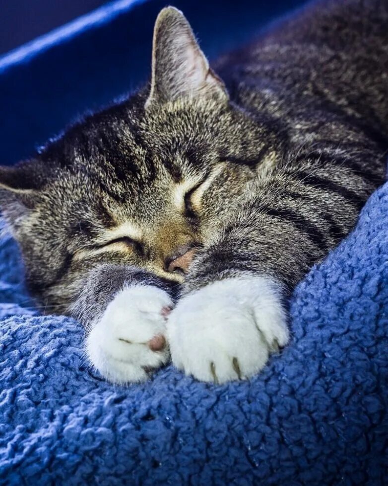 Спящий кот. Спящие коты. Сонный котик. Спящий котэ. Киса ночью