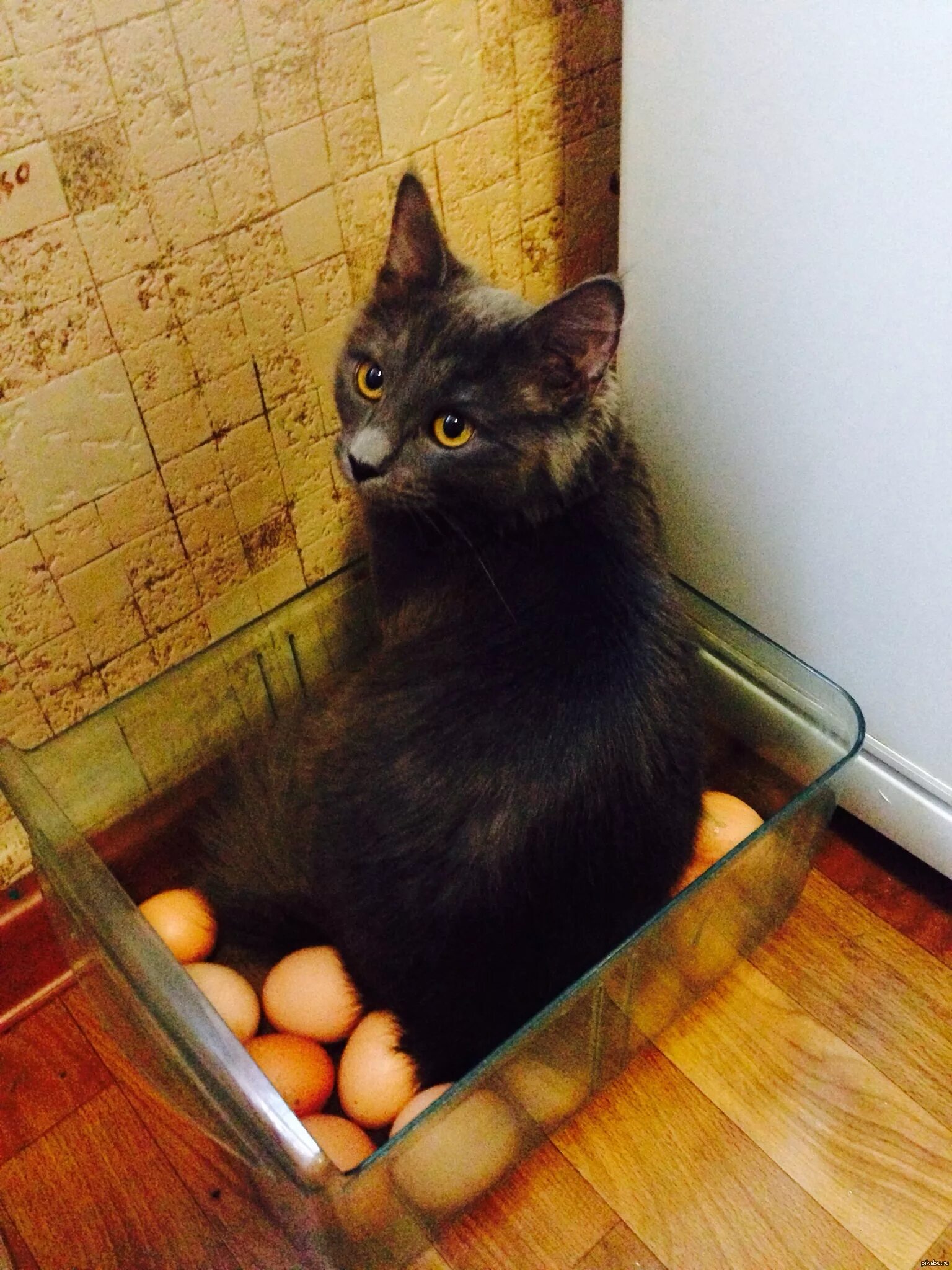Котэ яйца сборник. Яйца кота. Забавные коты с яичками. Кошка высиживает яйца. Коты без яиц.