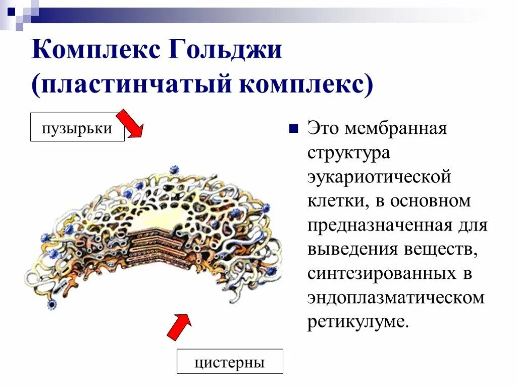 Функция органоидов комплекс гольджи. Комплекс гольджи эукариотической клетки. комплекс гольджи эукариотической клетки строение и функции. функции пластинчатого комплекса гольджи. пластинчатый комплекс строение и функции.