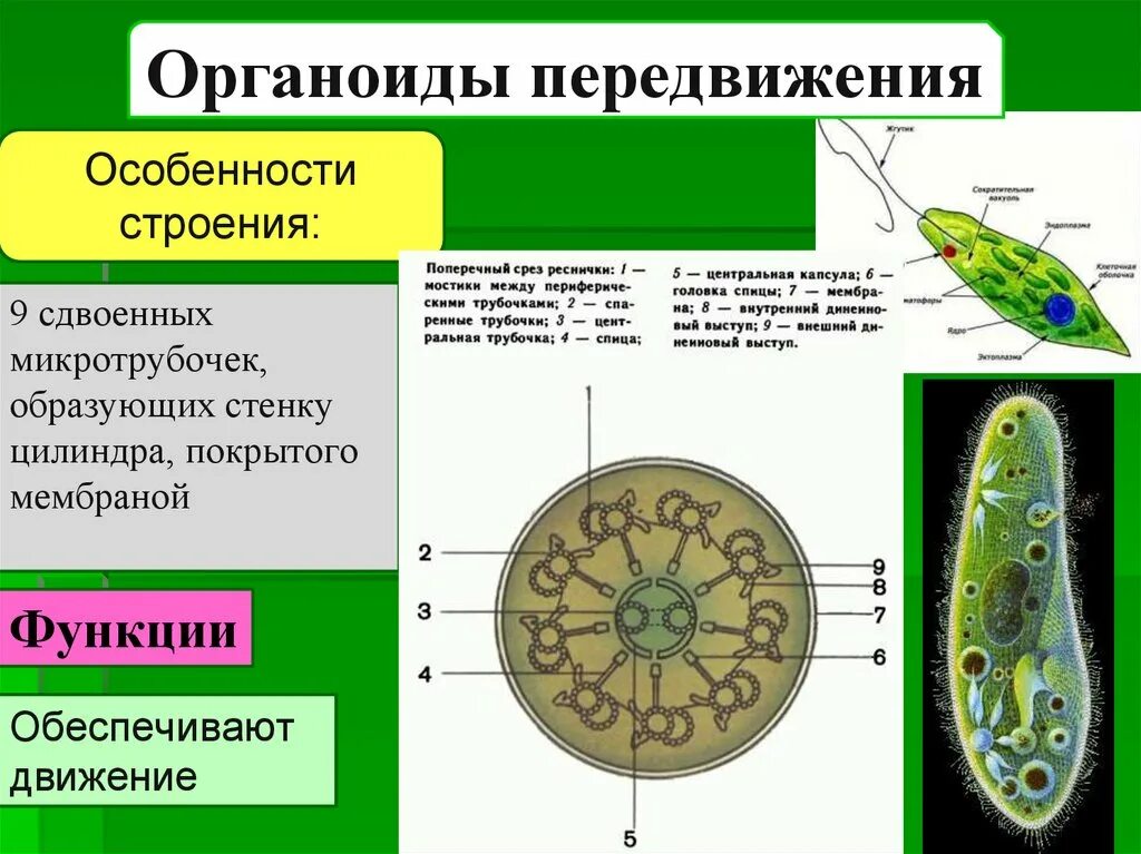 Органеллы водоросли. Строение и состав органоидов движения. Строение органоидов движения клетки. Строение органоида жгутиков. Органеллы движения реснички и жгутики строение.