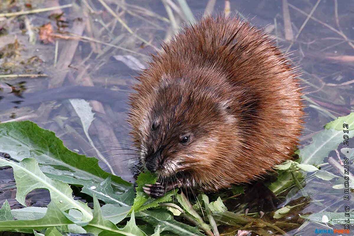 Ондатра или нутрия. Ондатра полуводные млекопитающие. Ондатра полуводные млекопитающие. Выдра ондатра нутрия. Выдра ондатра нутрия.