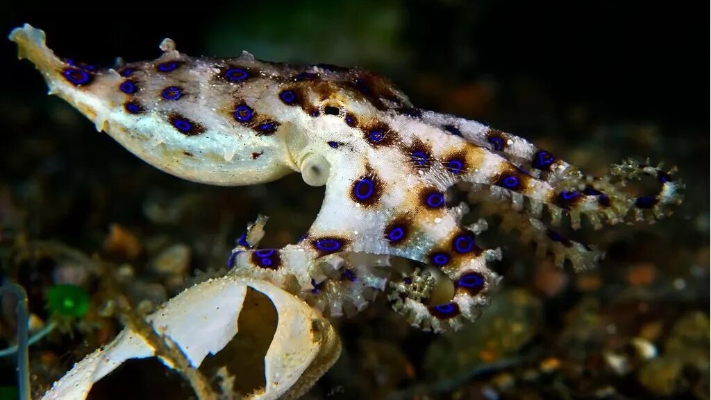 сине кольчетый осм5ног. самые ядовитые животные. черный аспид змея. ядовитые и опасные животные. мышиный паук missulena.