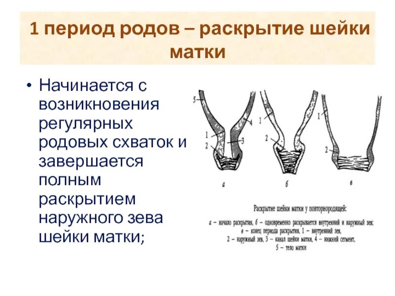 Процесс начала родов. Раскрытие шейки. Раскрытая шейка матки. Открытие шейки матки.