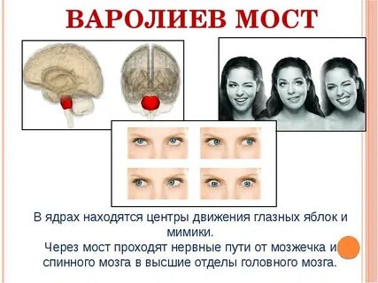 Что такое мост в головном мозге