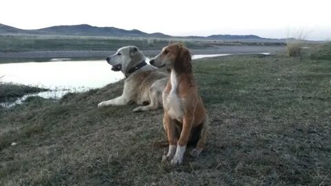 Секс 1 жігіт және көптеген қыздар