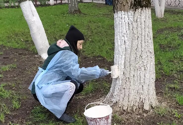 Белить деревья. Побеленные деревья. Побелка деревьев в городе. Зачем белят деревья. Зачем белят деревья известью весной