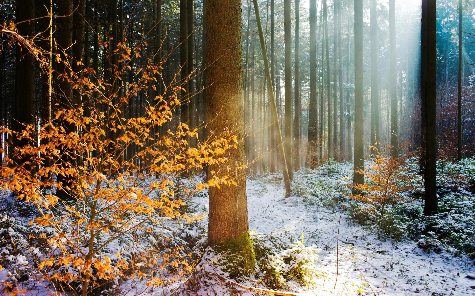 Осень и зиму корчагин не любил они. Поздняя осень в лесу. Первый снег в лесу. Лес в ноябре. Пейзаж леса.