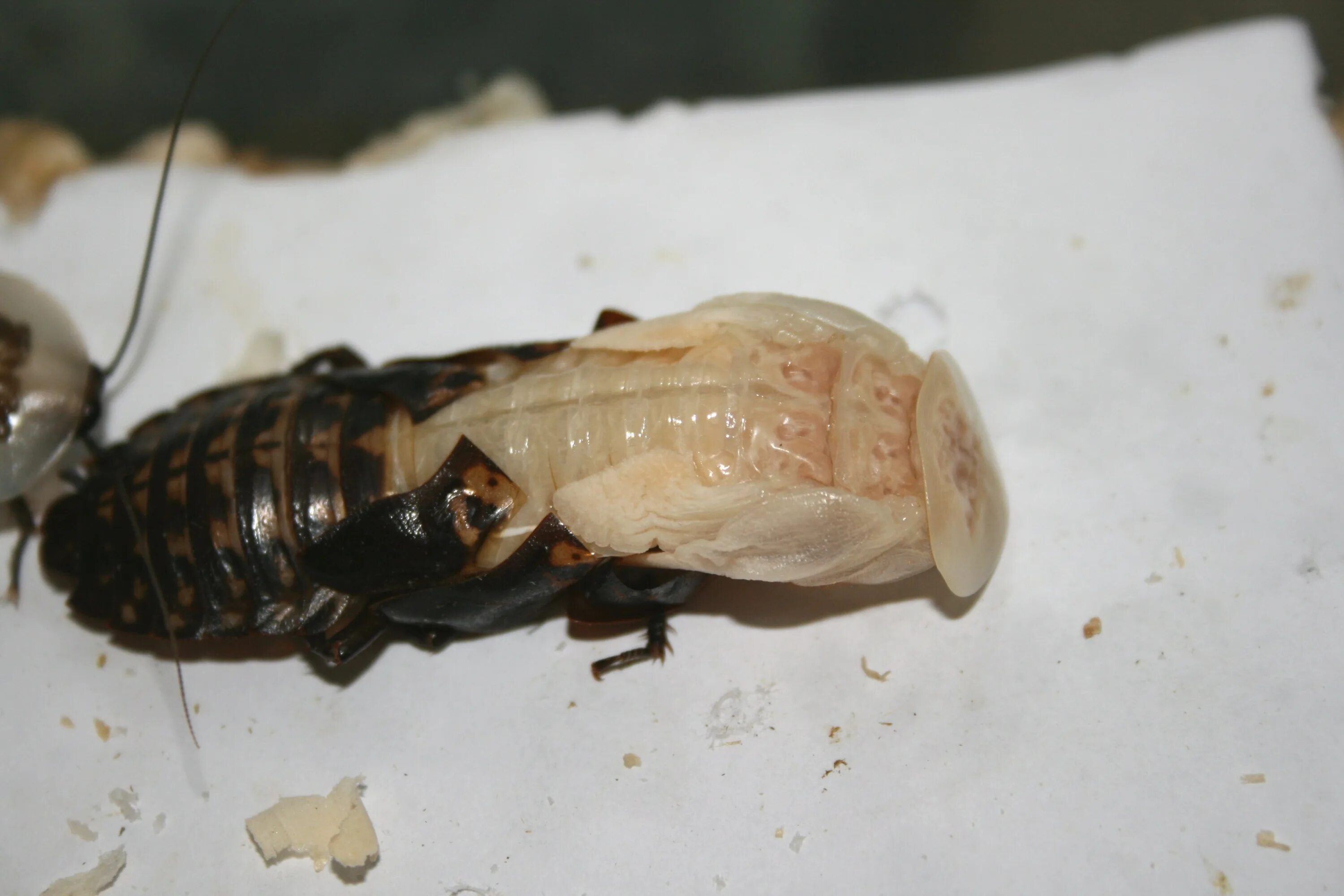 Линек личинки. Личинки Blaberus craniifer. Мадагаскарский таракан личинка. Белый мадагаскарский таракан. Мертвые мадагаскарские тараканы.