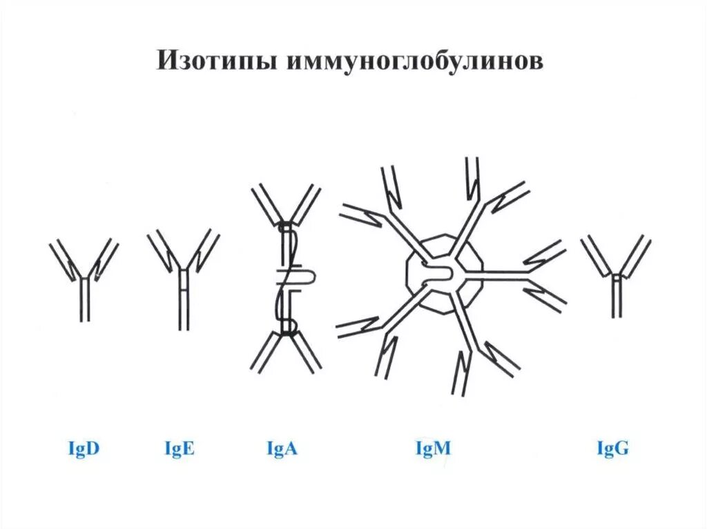 Антитела после иммуноглобулина. Изотип иммуноглобулинов определяется структурой. Изотипы аллотипы и идиотипы антител. Идиотипы иммуноглобулинов. Иммуноглобулины изотипы и идиотипы.