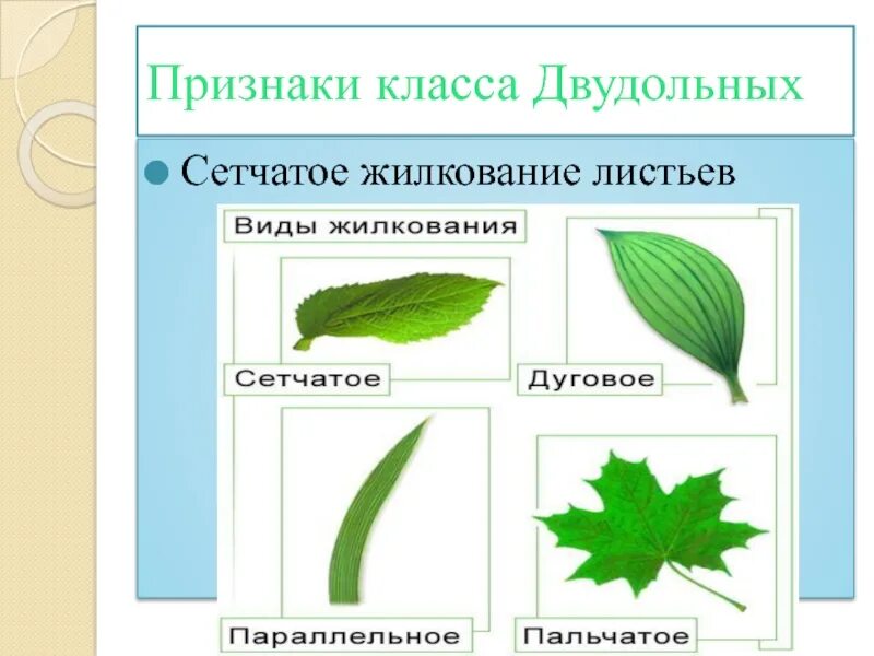 Сетчатое жилкование семейство