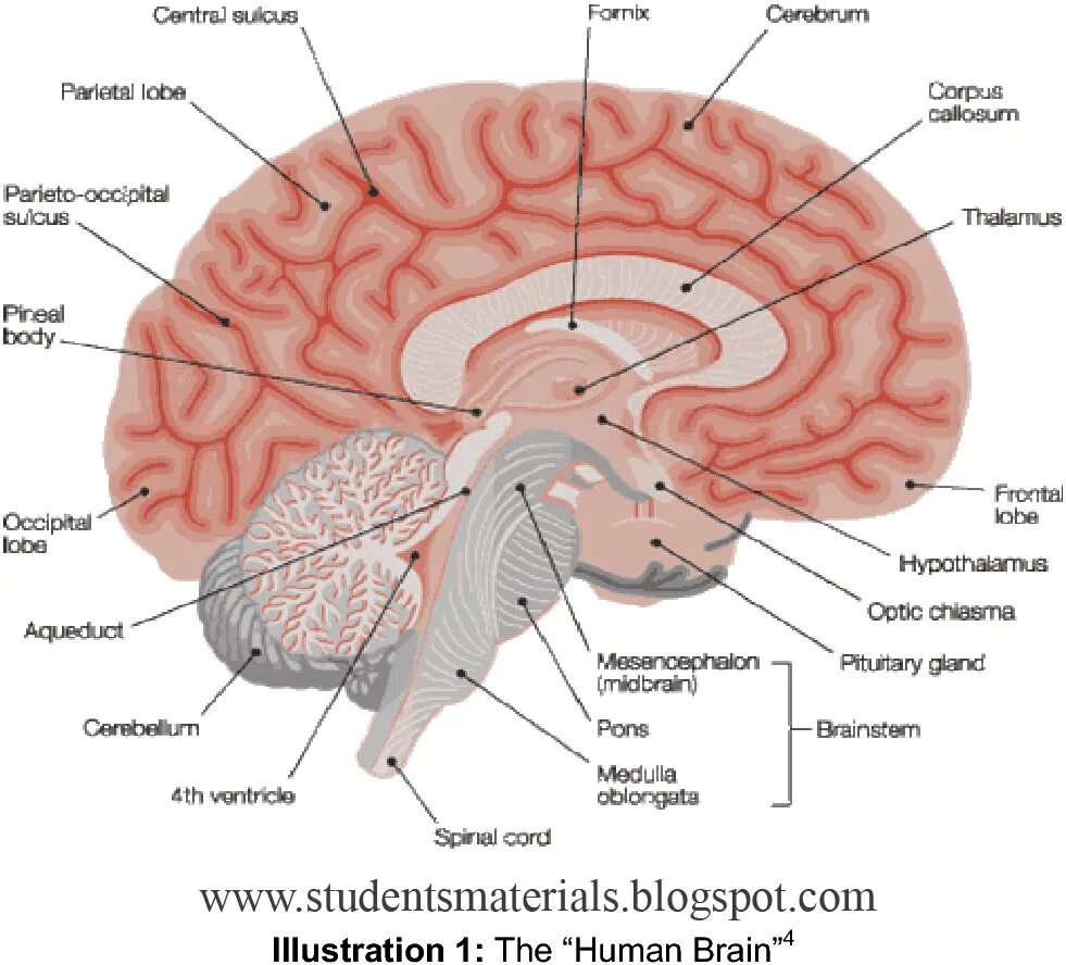 Capability of human brain. Brain Weight. Humen Brain Возраст.