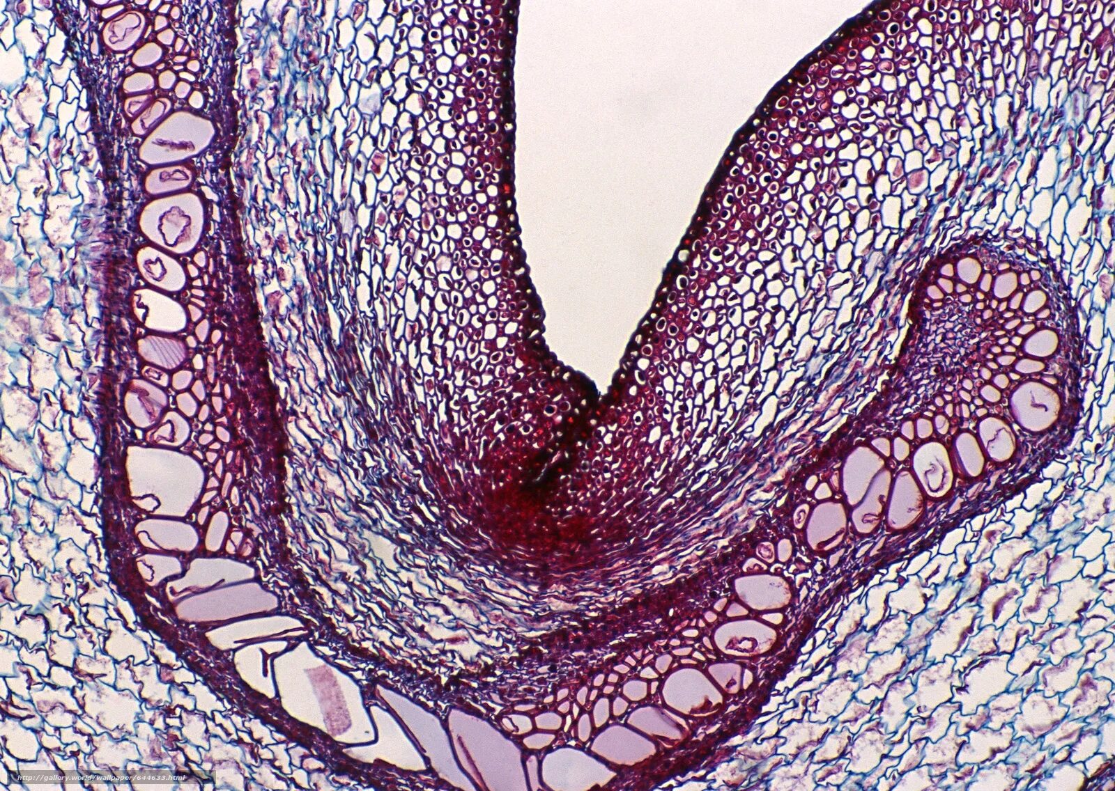Микроскоп сканирующий (сканер микропрепаратов). Микроскоп гистология. Микроскоп для гистологических исследований. Гистология микроскоп. Цитологическое исследование гистологическое исследование.