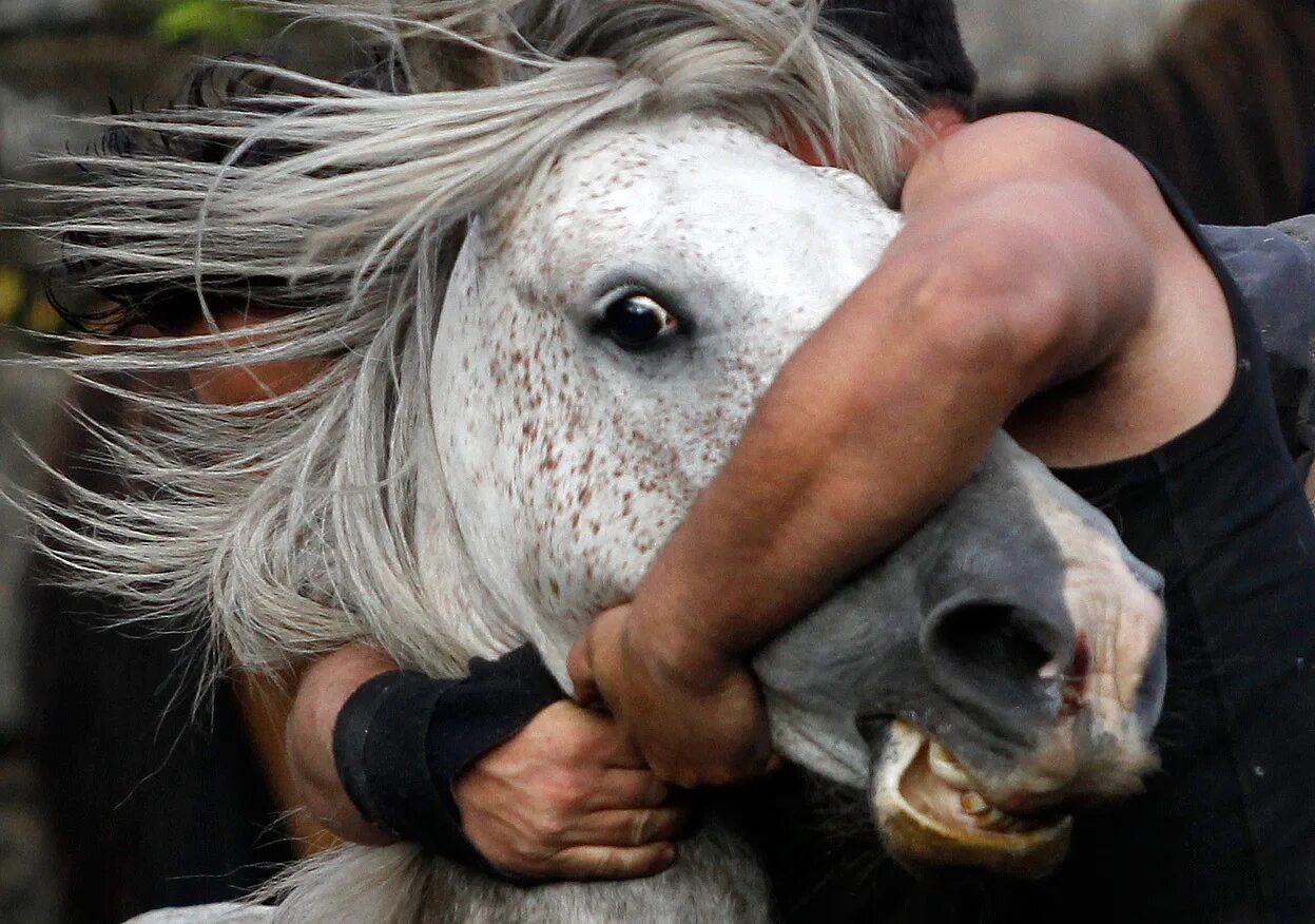 украл коня. казахстан ворует коней. цыгане крадут лошадей. ворующий лошадей. ворующий лошадей.