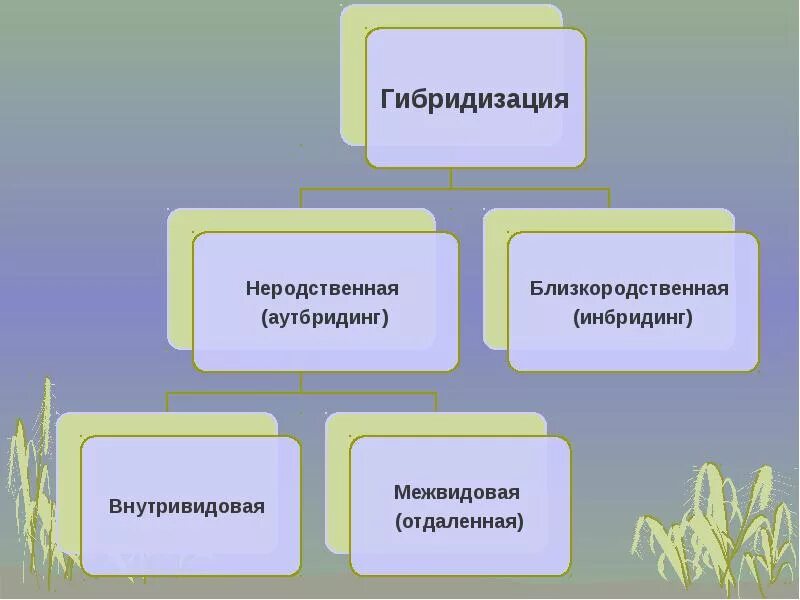 Гибридизация близкородственное скрещивание. Типы гибридизации биология. Гибридизация метод в биологии. Типы гибридизации неродственная. Внутривидовая гибридизация примеры.