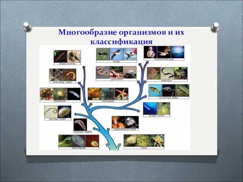 Систематика организмов биология. Многообразие организмов. Многообразие живых организмов и их классификация. Классификация организмов систематика. Многообразие организмов таблица.