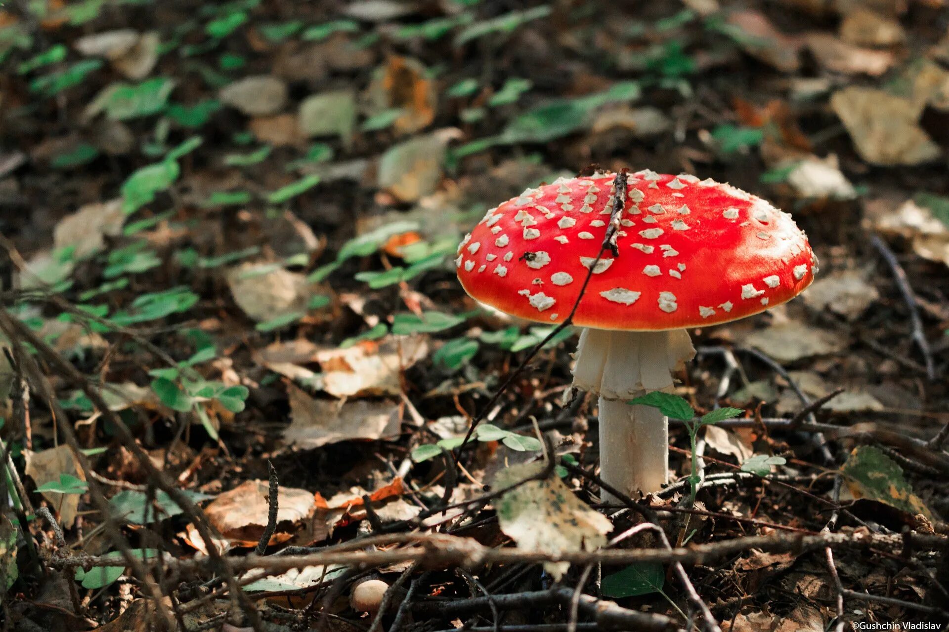 ядовитые шляпочные грибы. ядовитые грибы – поганка, мухомор. презентация на тему грибы. симптомы отравления ядовитыми грибами. гореликов мухомор.