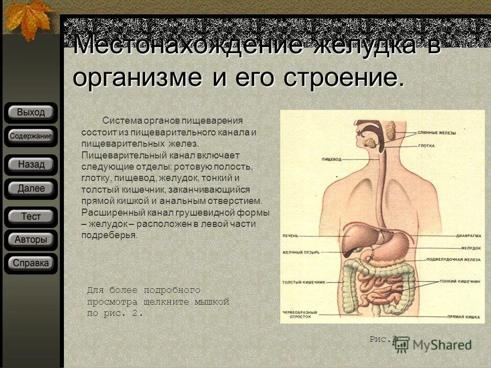 анатомическое строение пищеварительной системы человека. строение пищеварительной системы и функции схема. строение и функции отделов пищеварительного канала. желудок строение и функции анатомия. пищеварительный канал включает следующие отделы.